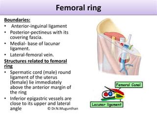 Femoral Ring Boundaries