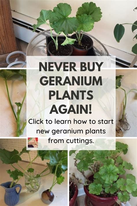 One Of The Best Info About How To Start Geranium Cuttings - Icecarpet