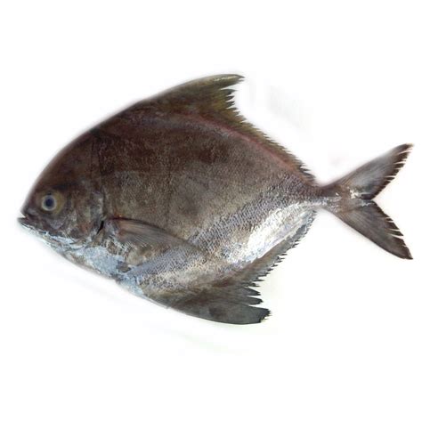 Black Pomfret | YallaFish.com | Buy fresh fish online in Abu Dhabi