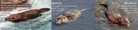 How to Identify a Nutria... | Conservation Management Institute ...