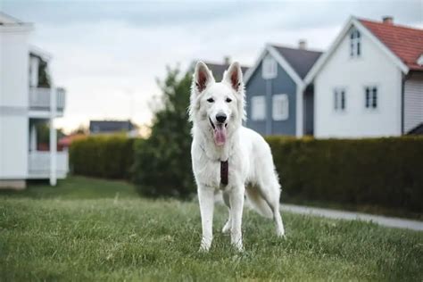 The Swiss Shepherd - Your Ultimate Breed Information Guide - Your Dog Advisor