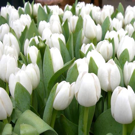 Top 94+ Pictures Images Of White Tulips Updated