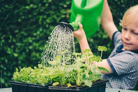 Child watering plants by sally anscombe - Stocksy United