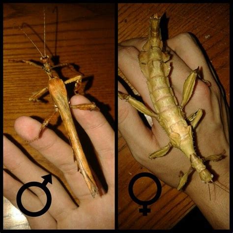 Extatosoma Tiaratum male amd female. | Animals and pets, Insects, Pets