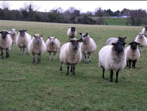 Sheep! - Ireland Photo (4253465) - Fanpop