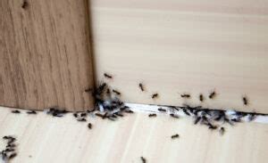 How To Get Rid Of Ants In Walls (The Simple Strategy)