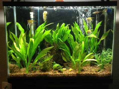 Photo #1 - 37 Gallon Beginner Planted Tank