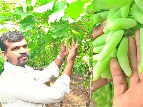 Karnataka: VSD seedless grapes find market in US, gulf countries