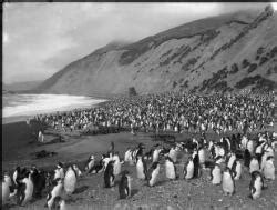 The Nuggets Rookery [Royal penguins' rookeries at the Nuggets beach, Macquarie Island, with the ...