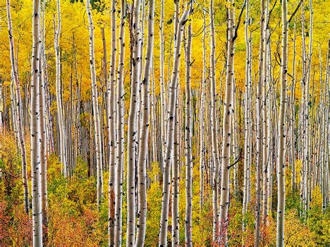 Pando: The World’s Oldest Living Organisms