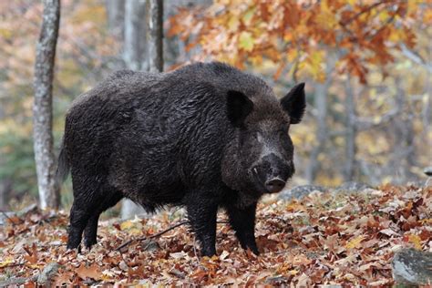 W.Va. announces lottery for boar hunting on private land - West ...