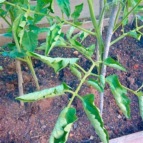 Why Are My Tomato Plant Leaves Curling - Plant Ideas