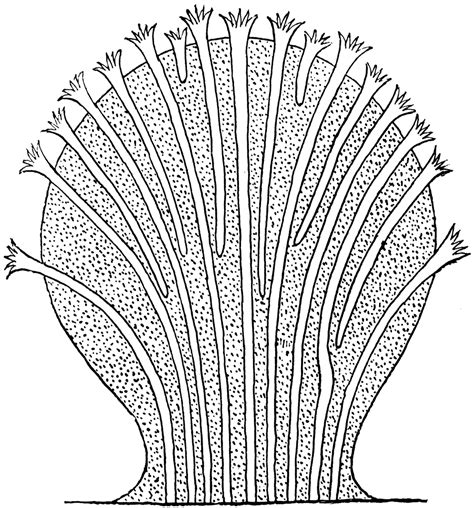 Alcyonacea Alcyonaria | ClipArt ETC