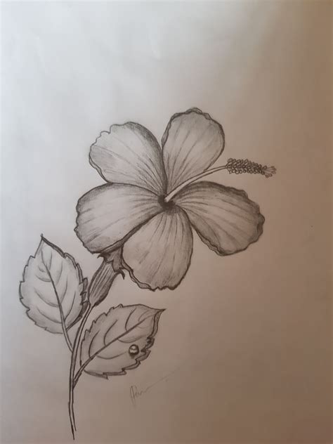 Easy Hibiscus flower pencil drawing with water drop | Flower drawing, Hibiscus flower drawing ...