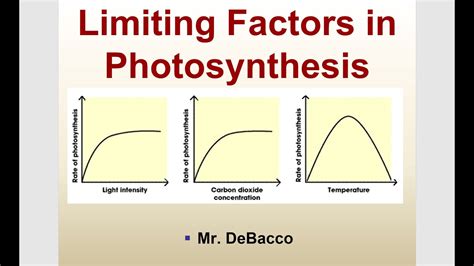 Limiting Factors in Photosynthesis - YouTube