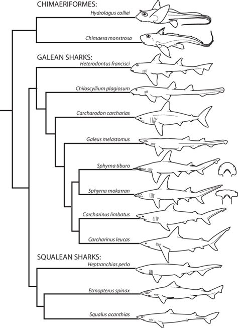 Phylogeny of 13 chondrichthyan species used in the interspecific ...