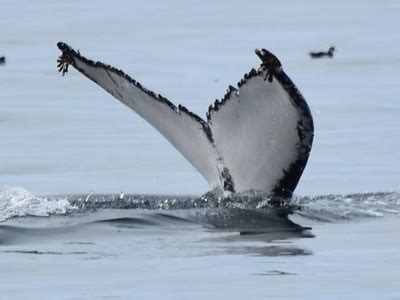 Dingle Dolphin Boat Tours