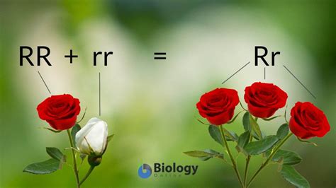 Complete dominance Definition and Examples - Biology Online Dictionary