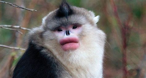 Male black-and-white snub-nosed monkey (Rhinopithecus bieti) | Fun ...