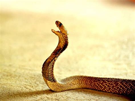 Cobra venom can help surgeons spot cancer tumours