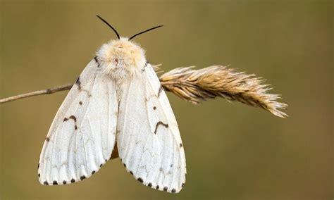 Gypsy Moth FAQ (Facts & Stats) - The Pest Rangers