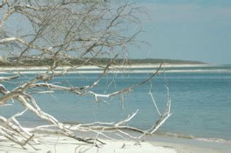 Sapelo Island Beaches - Sapelo Island Birdhouses 912-696-0472 ...