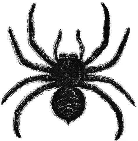 Tarantula | ClipArt ETC