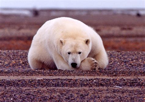 Polar bear evolution tracked climate change, new DNA study suggests