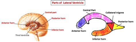 Lateral Ventricle , Parts, boundaries, tela choroidea, choroid plexus , Anatomy QA