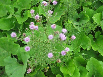 Canada Thistle - Cirsium arvense