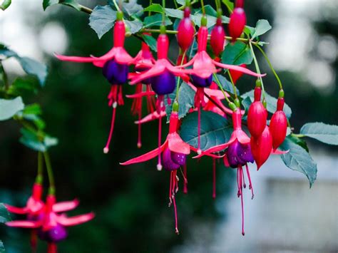 Fuchsia Plant Care: How To Grow Fuchsia Flowers