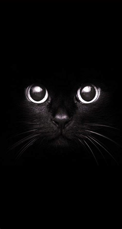 Cool Black Cat Wallpapers - Top Free Cool Black Cat Backgrounds ...