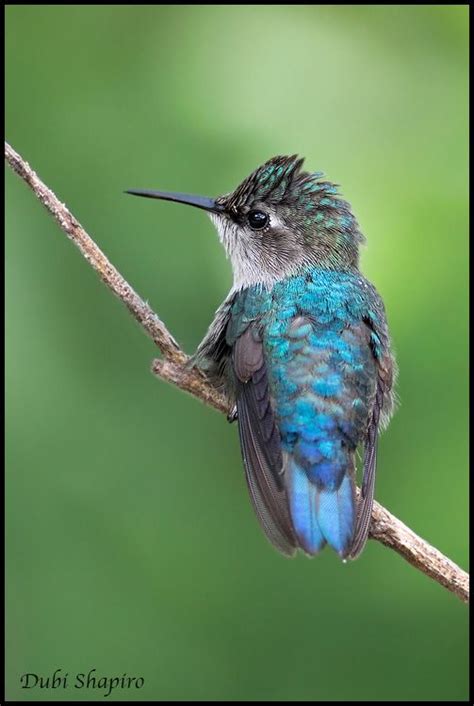 Bee Hummingbird. the smallest bird in the world is found in Cuba. BirdNote | Bee hummingbird ...