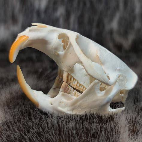 Muskrat Skull (CLEARANCE) – SkullStore Inc.