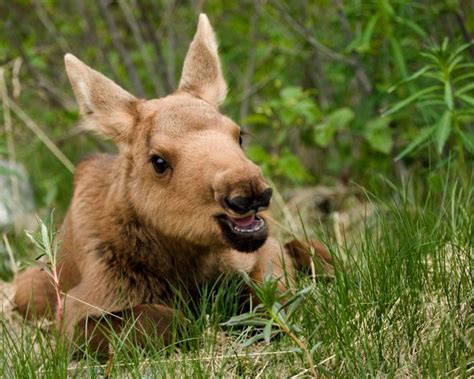 Moose-calf ~ The Alaska moose is the largest subspecies of moose. Moose ...