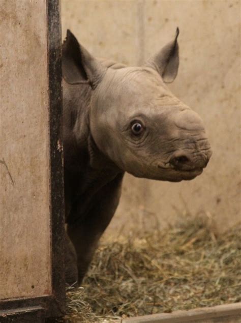 First Baby Black Rhino in 20 Years for St. Louis - ZooBorns