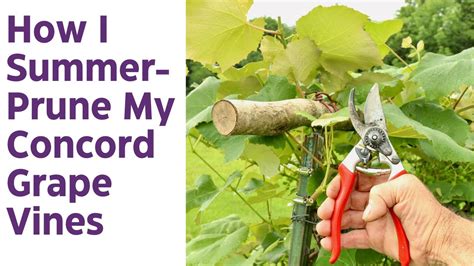 Concord Grape Pruning Method