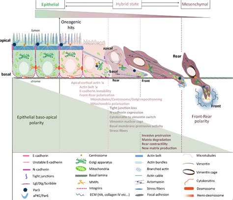 Figure 2 from Cell polarity changes in cancer initiation and ...