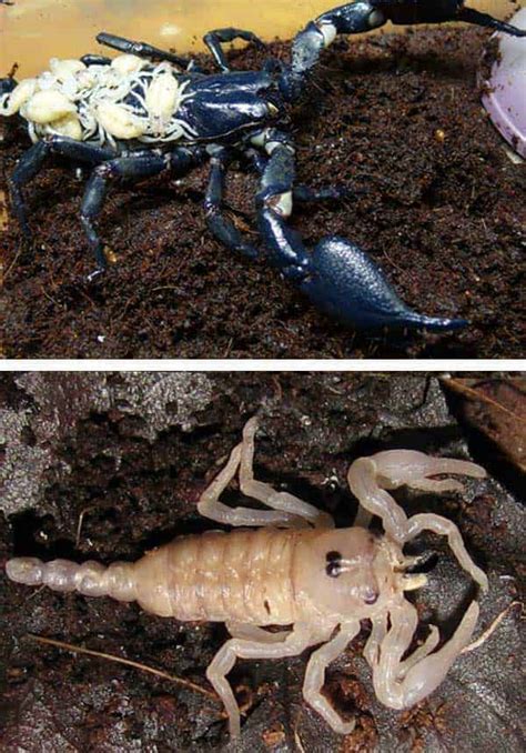 How Many Asian Forest Scorpions Can Live Together