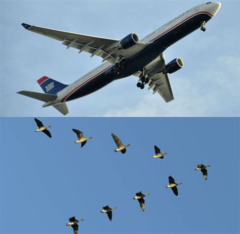 IS IT A BIRD?IS IT A PLANE? BIOMIMICRY IN AIRPLANES | by ADSactly | Medium