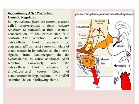 Dr .Assist.Prof /ALaa' Mohamed under graduated (4th stage) - ppt download