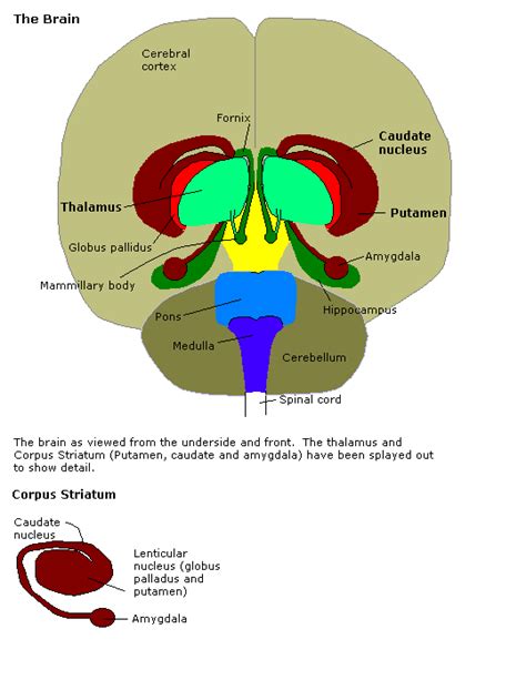 Corpus Striatum | Functions, Location, Structure, Disease & Summary