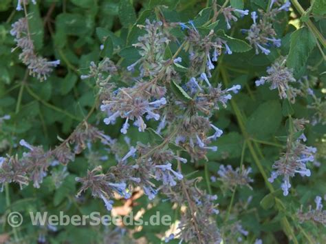 Nepeta cataria, Catnip - Seeds - plants - dried herbs