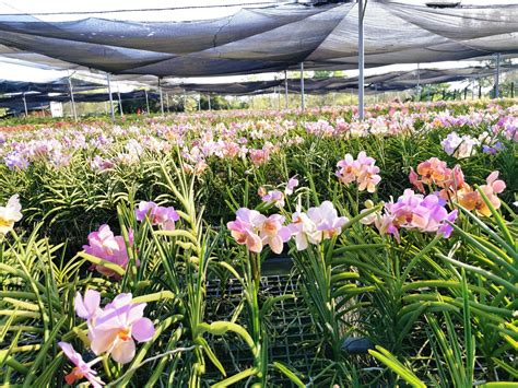 An orchid farm in Bulacan makes the luxury plant available for all ...