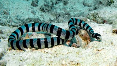 Interesting Banded sea krait Facts - YouTube