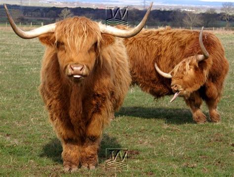 Highland Cattle New Photos And Info | The Wildlife