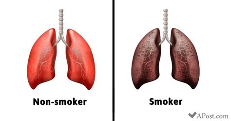 How Smoking Affects Your Lungs