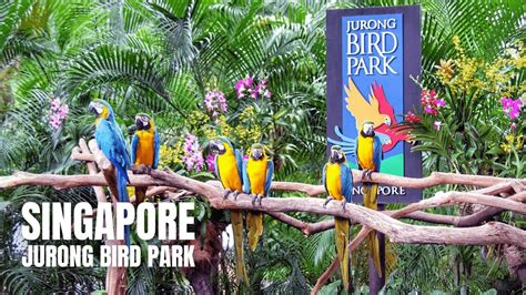 Jurong Bird Park: Last Walking Tour Before Closure (4K HDR) - YouTube