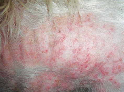 LATEST THINKING ON ATOPIC DERMATITIS IN CATS AND DOGS | Vet Times