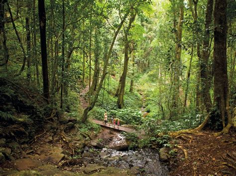 Bunya Mountains - Destination Information - Queensland